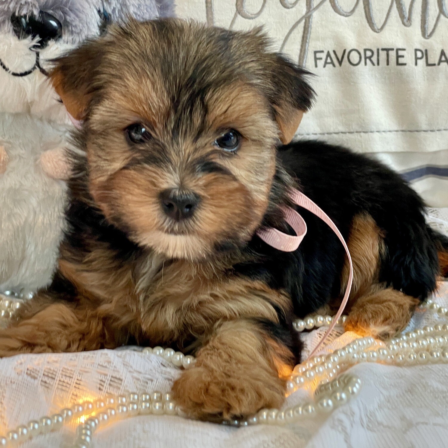 What Is The Average Cost Of A Morkie Puppy