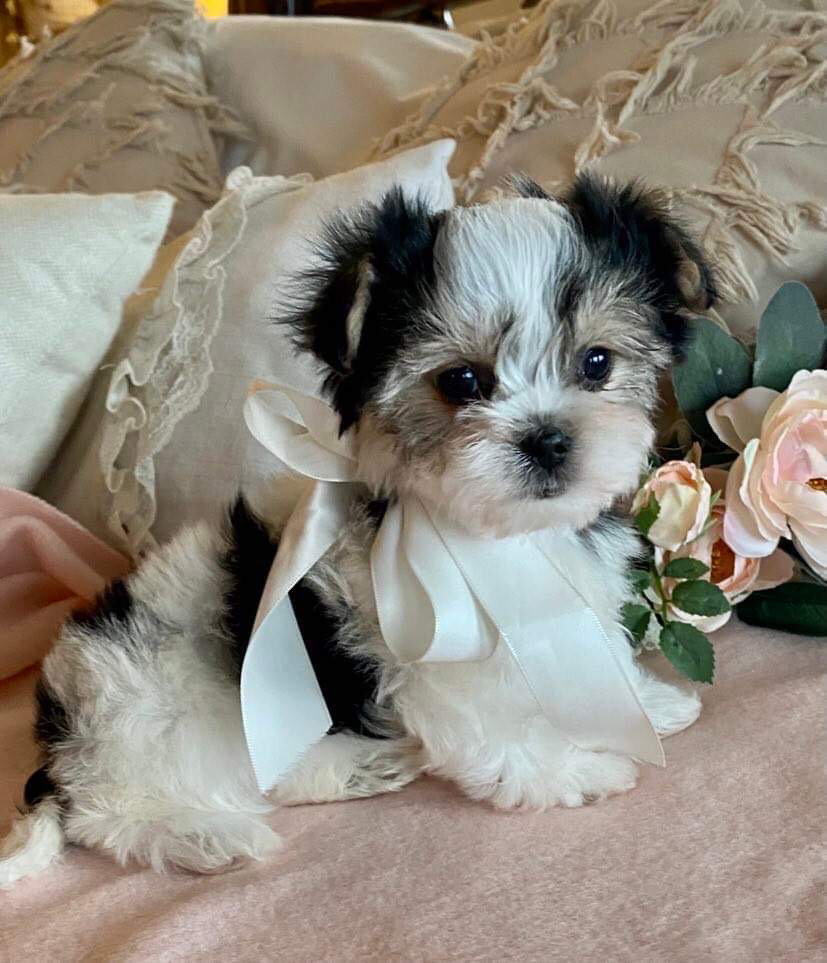 Valentine (Morkie), Morkie
