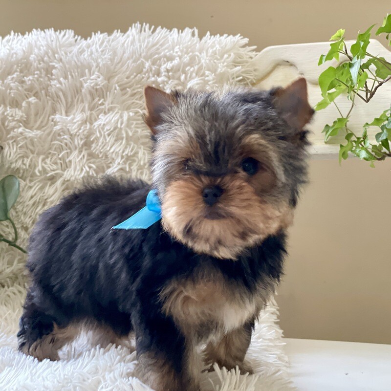 Tiny Roo  (F1 Biewer Yorkie)