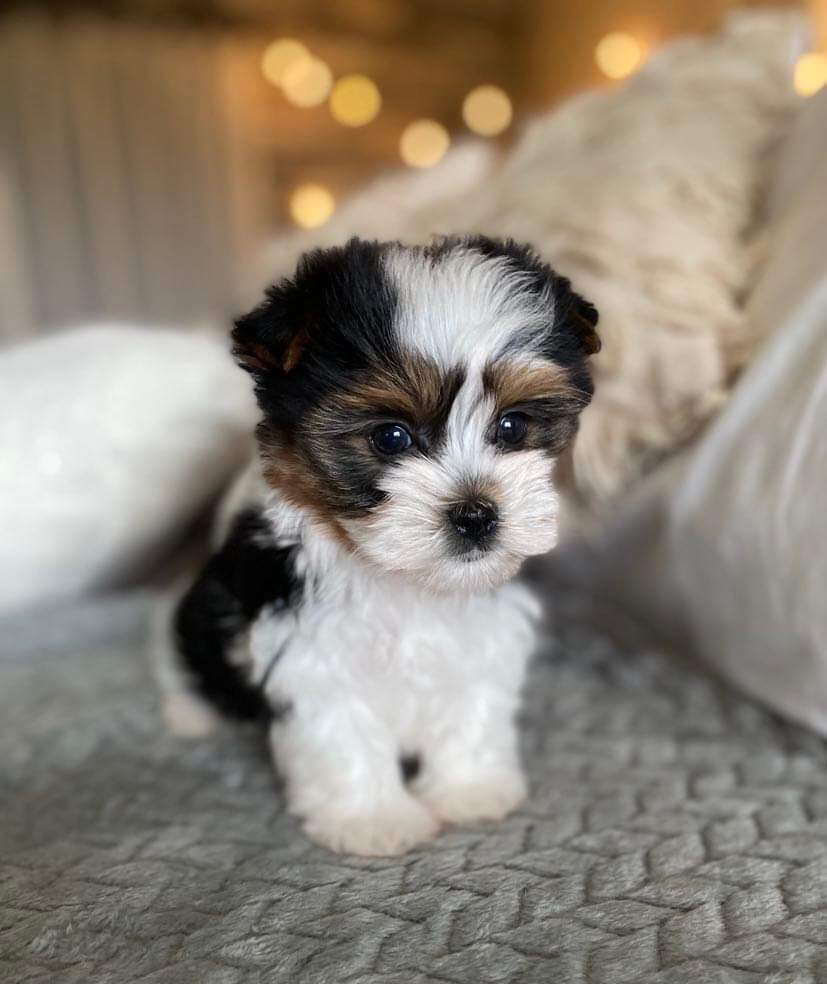 Pepper (Biewer Yorkie), Biewer Yorkie