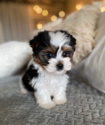 Pepper (Biewer Yorkie), Biewer Yorkie