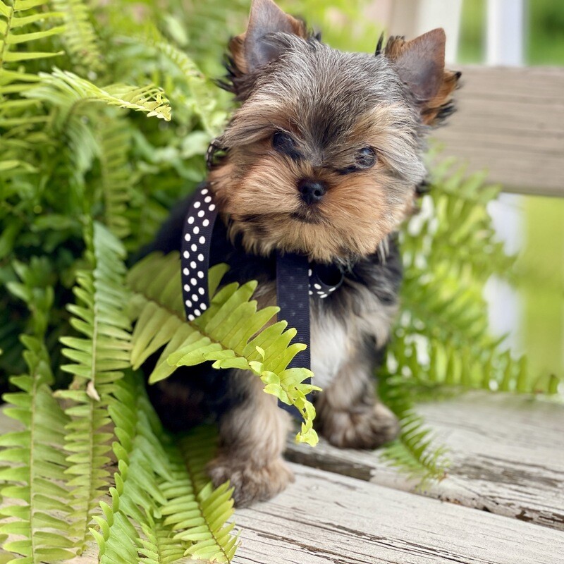 Reese  (F1 Biewer Yorkie)