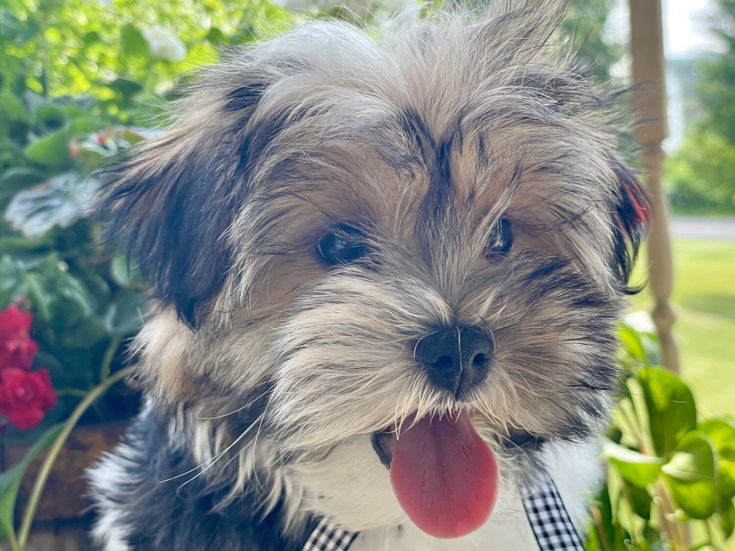 Victor   (Morkie)