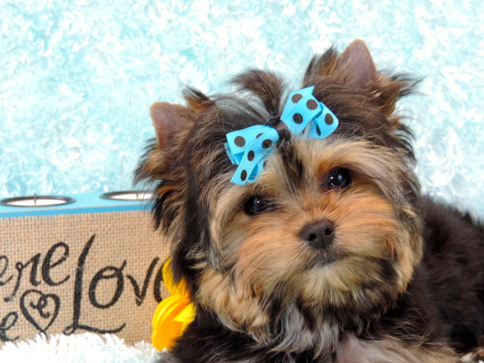 Obi   (Yorkie), F1 Biewer Yorkie