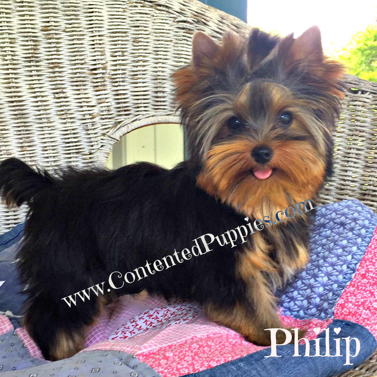 Philip (AKC Yorkie), Yorkie