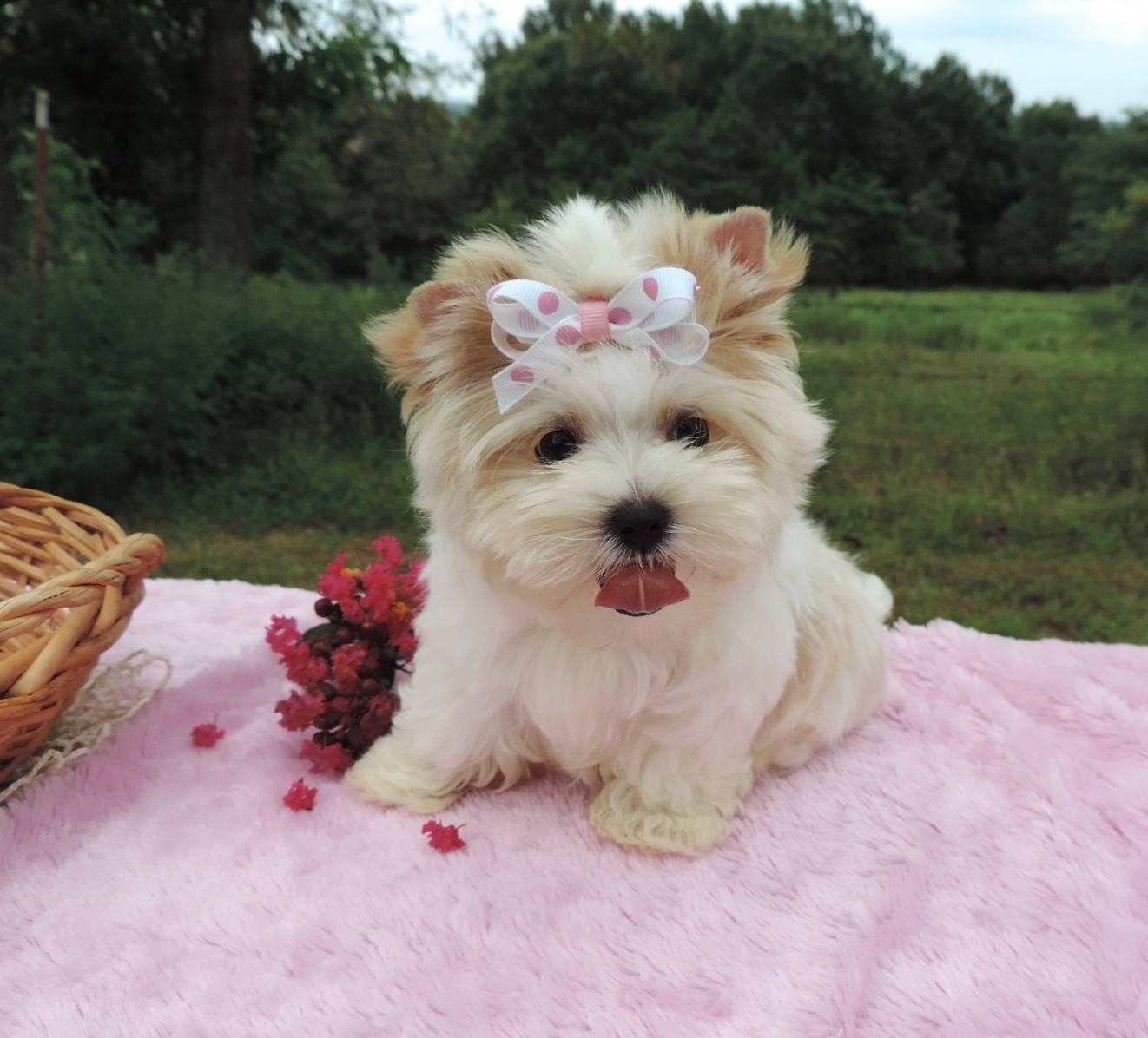 Precious     (Morkie), Morkie