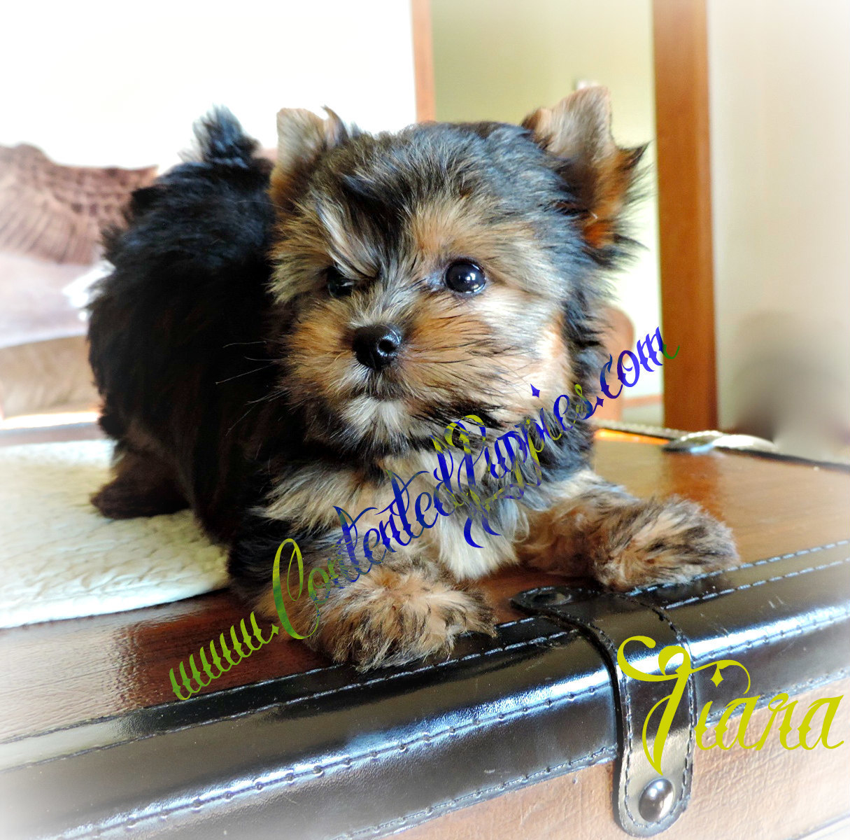 Tiara    (F1 Biewer Yorkie), F1 Biewer Yorkie