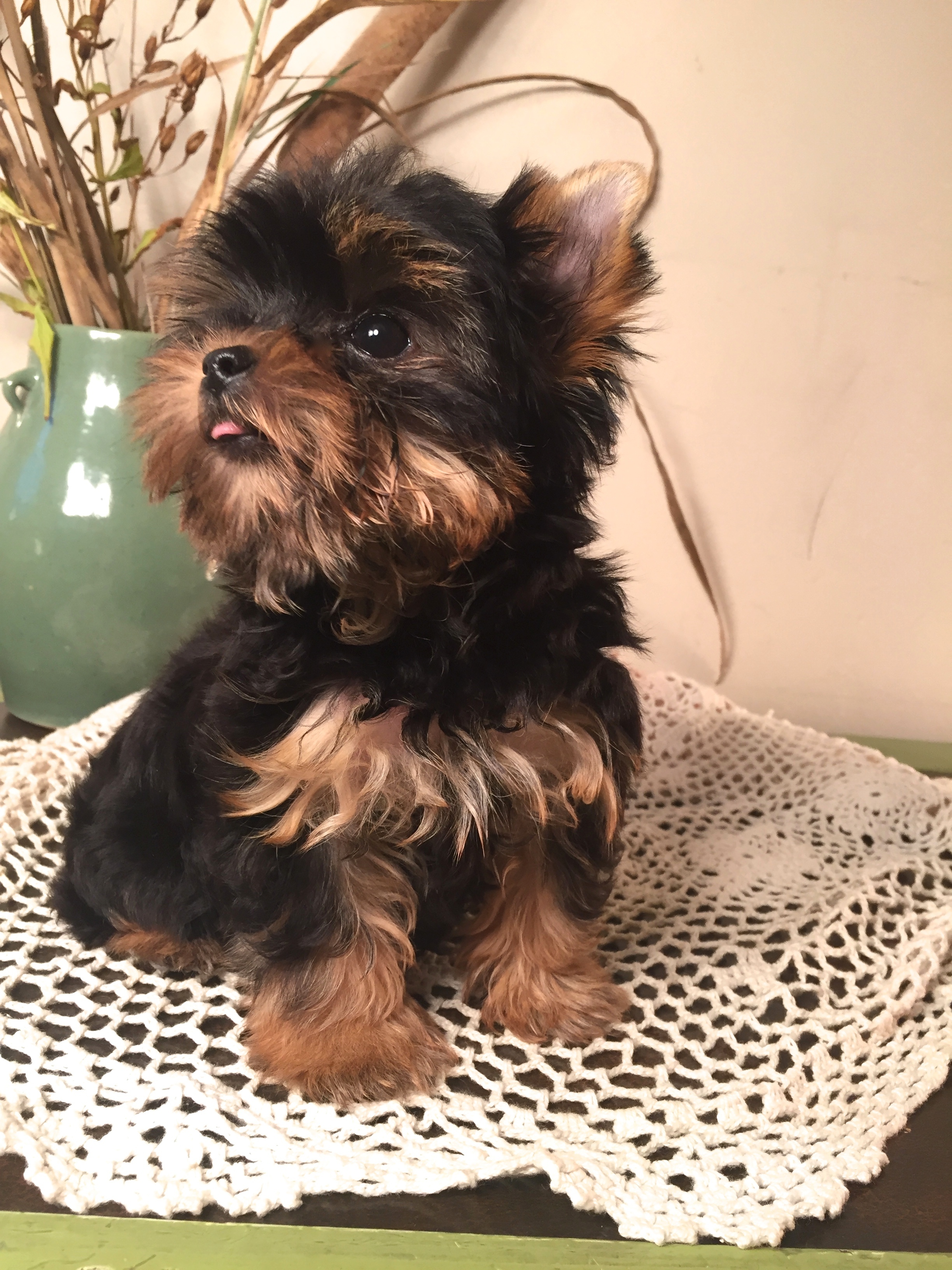 Missy (AKC Yorkie), Yorkshire Terrier