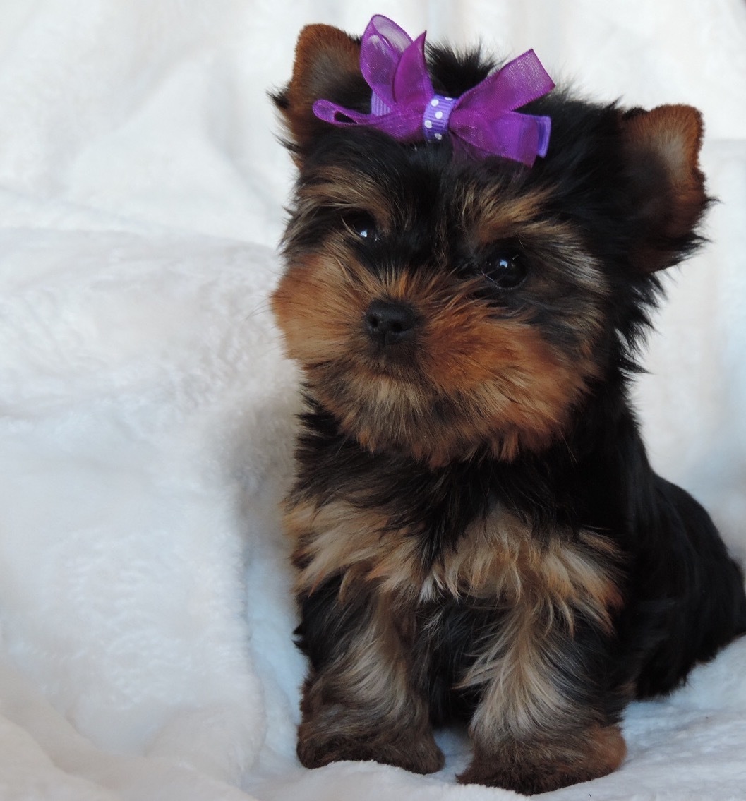Valentine Rose, past puppy