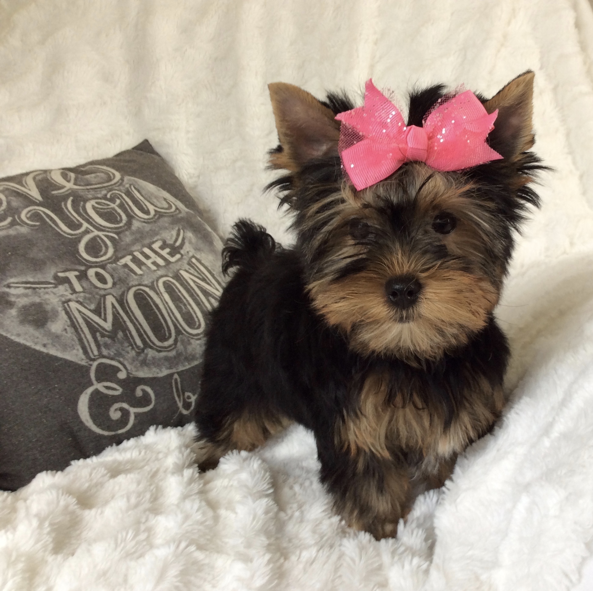 Sunshine (F1Biewer Yorkie), F1 Biewer Yorkie
