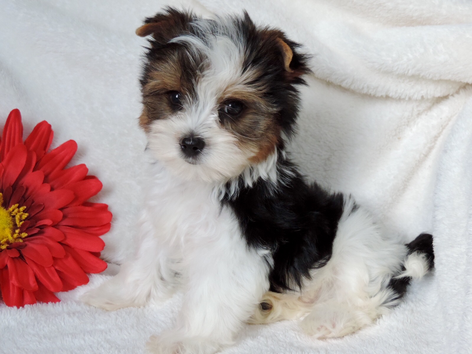 Jessie ( Biewer Yorkie), Biewer Yorkie