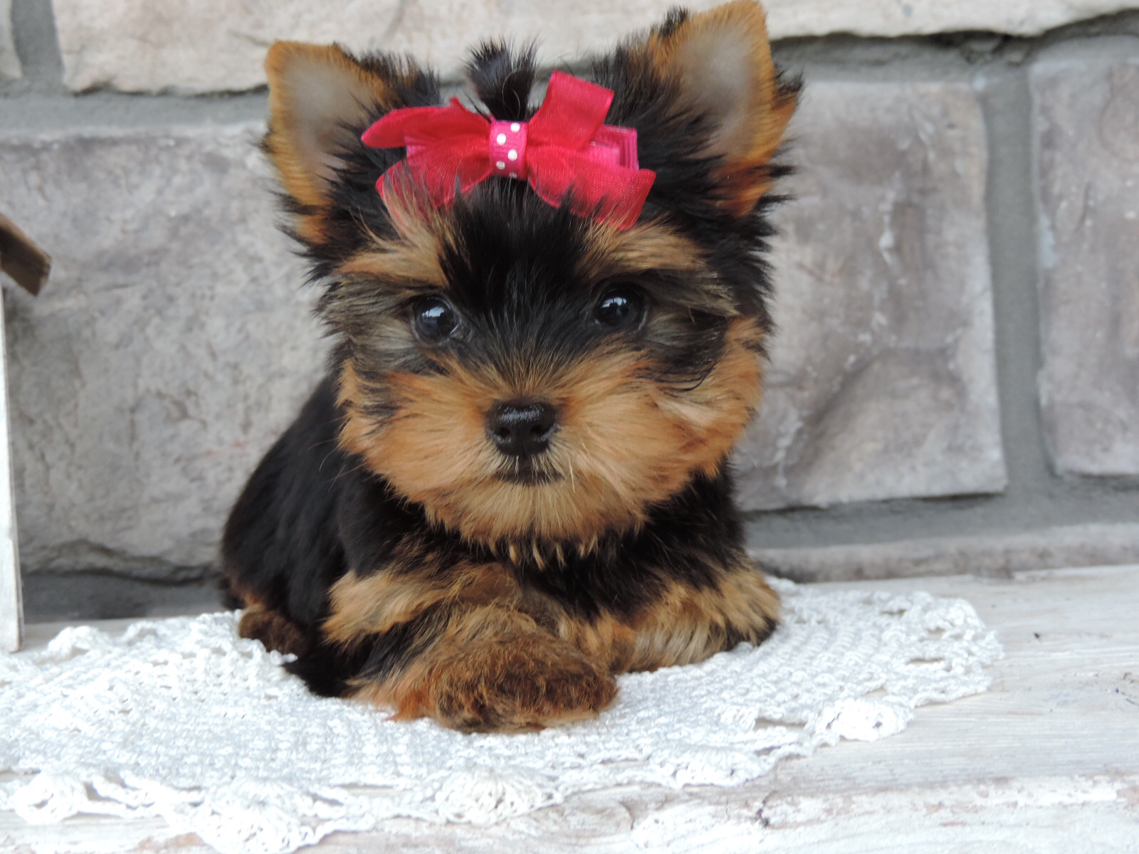 Princess (Yorkshire Terrier), Yorkshire Terrier
