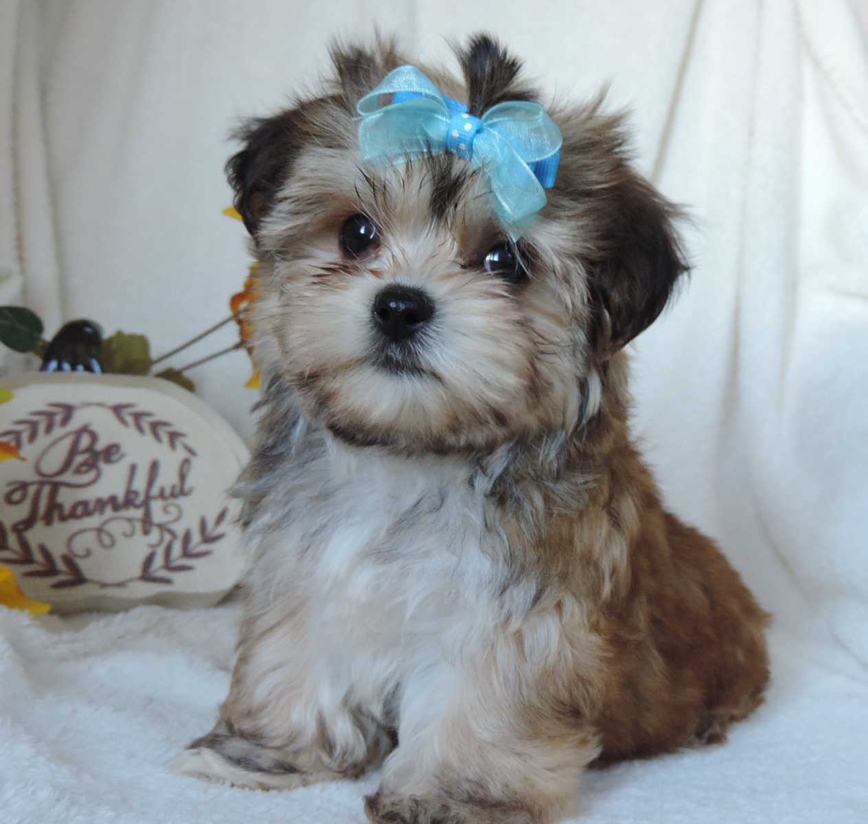 Pumpkin (Morkie), Morkie