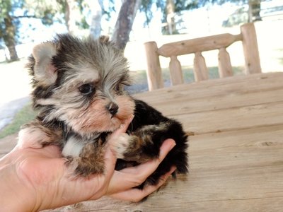 Yorkie Puppies For Sale