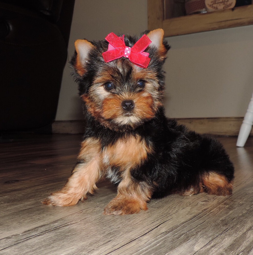 Penny (F1 Biewer Yorkie), F1 Biewer Yorkie