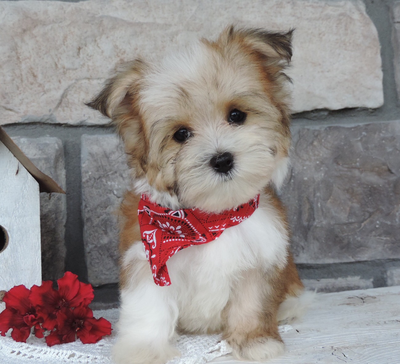 Tommy ( Morkie ), Morkie