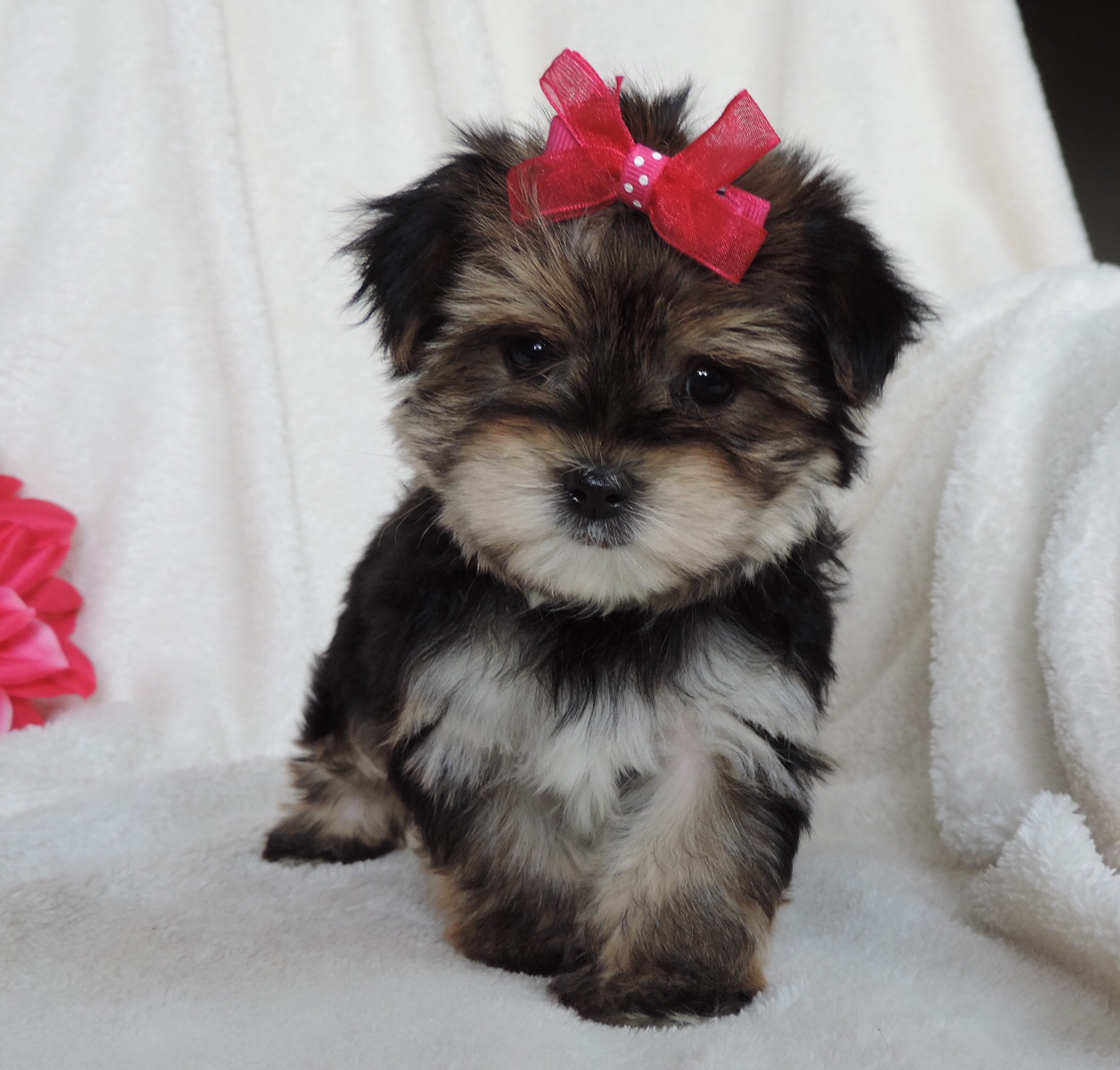 Plum (Morkie), Morkie
