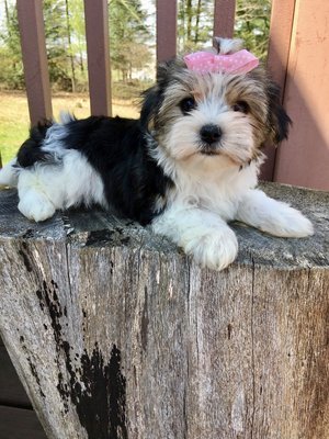 Victoria  (Morkie), Morkie