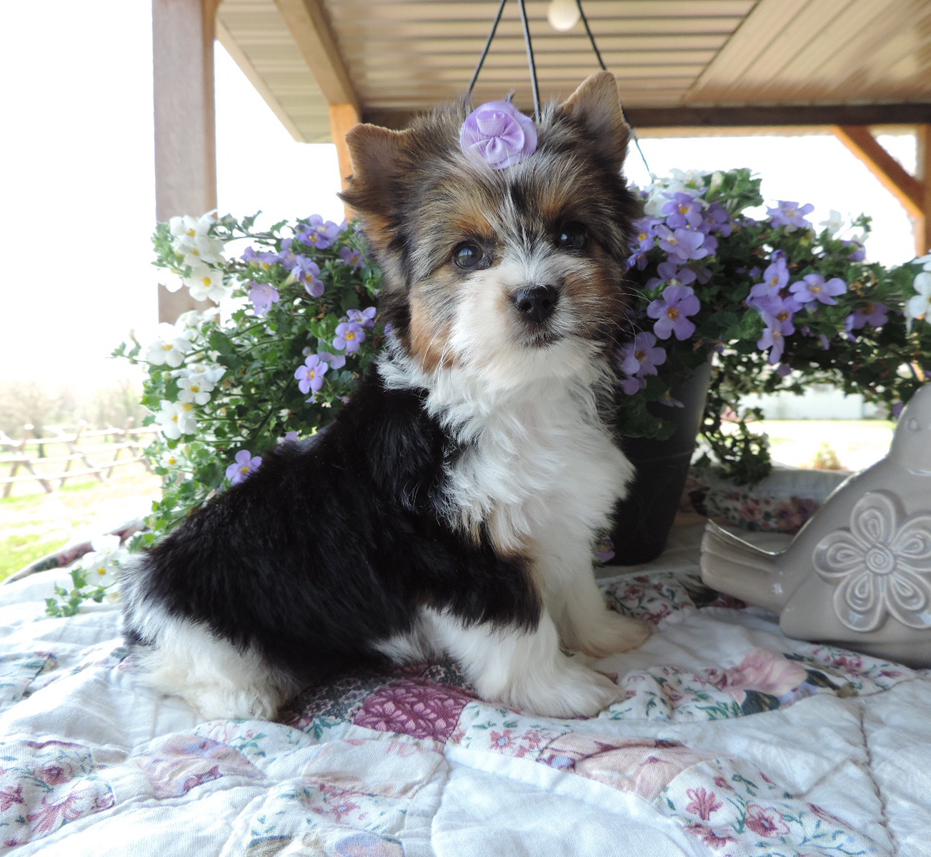 Susie (Biewer Yorkie), Biewer Yorkie
