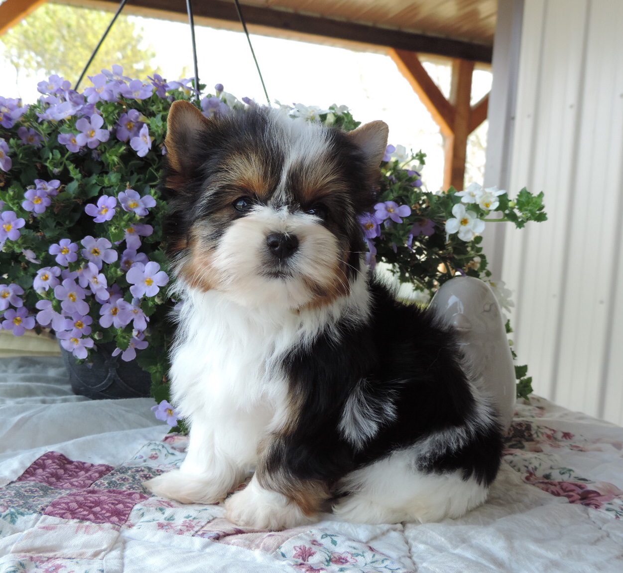 Sunny (Biewer Yorkie), Biewer Yorkie