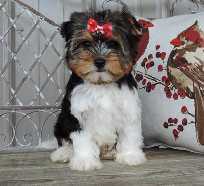Muffins (Biewer Yorkie), Biewer Yorkie