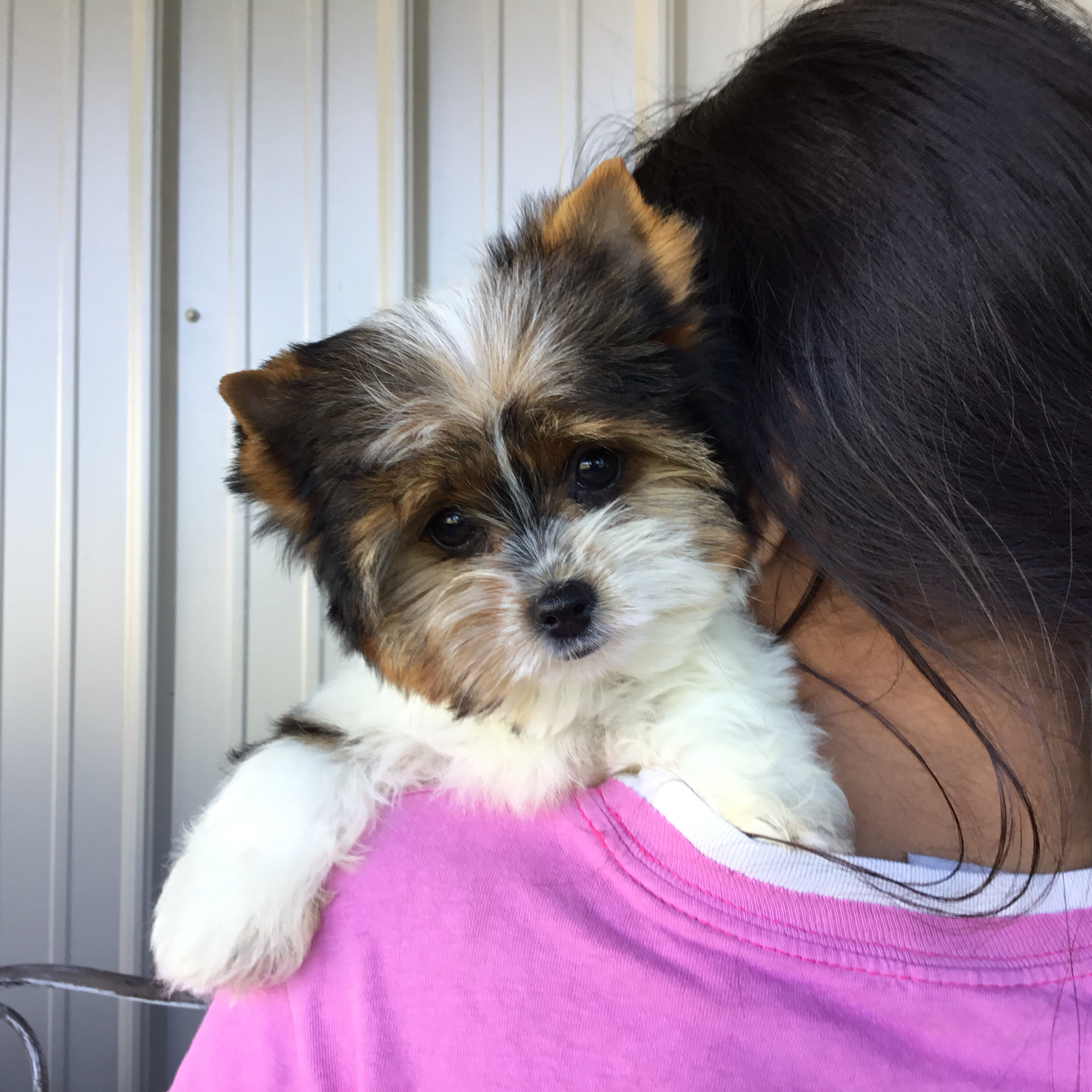 Pumpkin Pie (Biewer Yorkie)