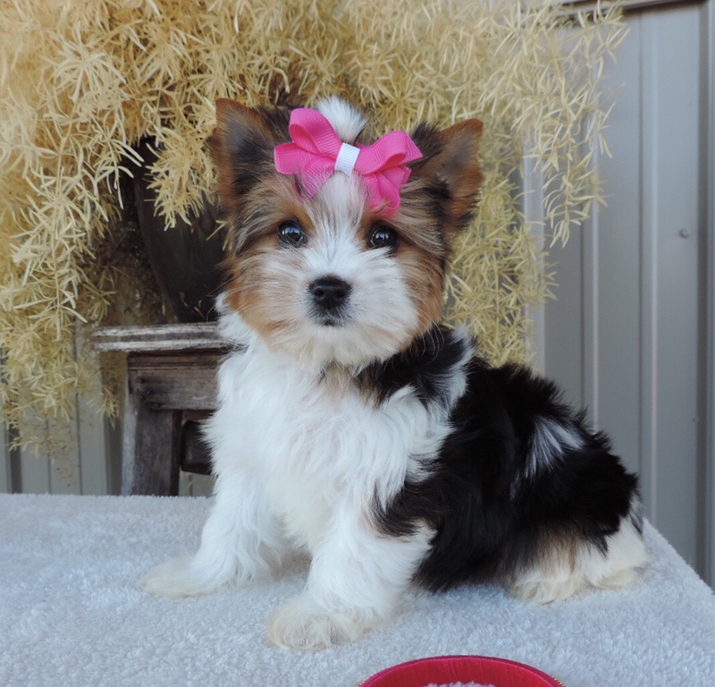 Petunia (Biewer Yorkie)