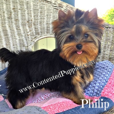 Philip (AKC Yorkie), Yorkie