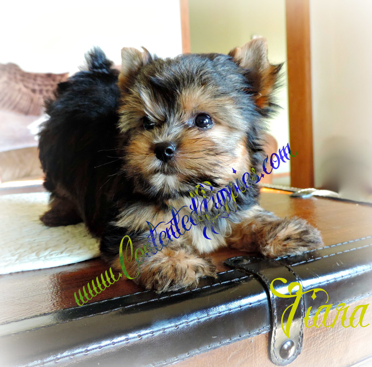 Tiara    (F1 Biewer Yorkie)