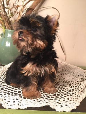 Missy (AKC Yorkie), Yorkshire Terrier