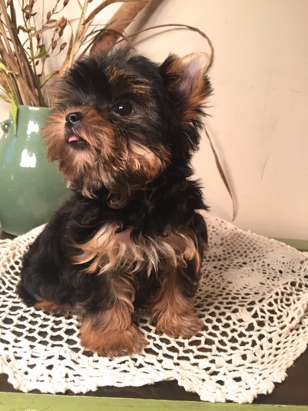 Missy (AKC Yorkie)
