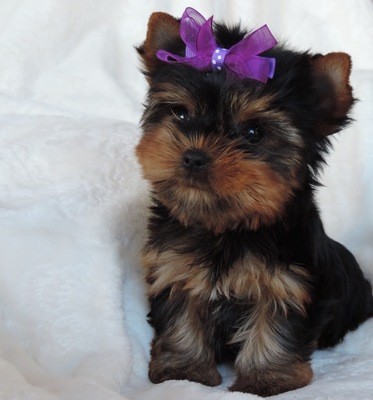 Valentine Rose, past puppy