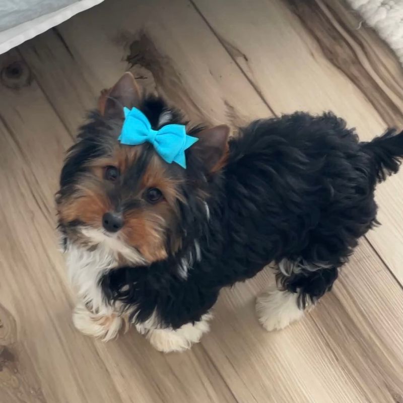 Gus    Biewer Yorkie