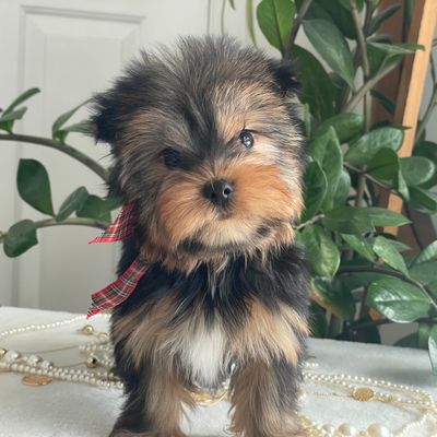Tiny Finn  F1 Biewer Yorkie, Yorkshire Terrier