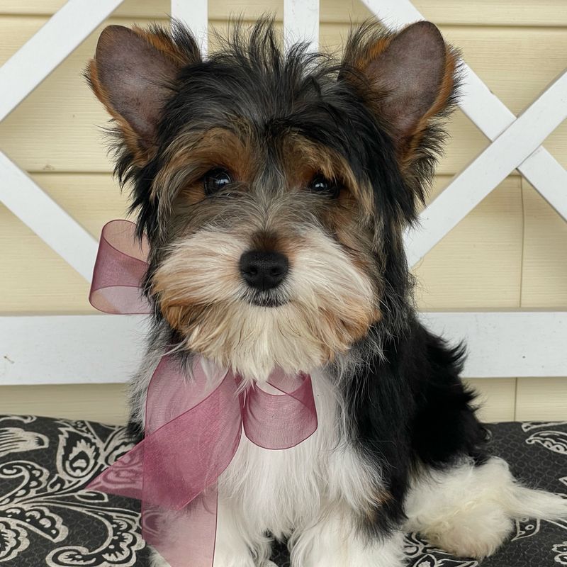 Brooke  Biewer Yorkie