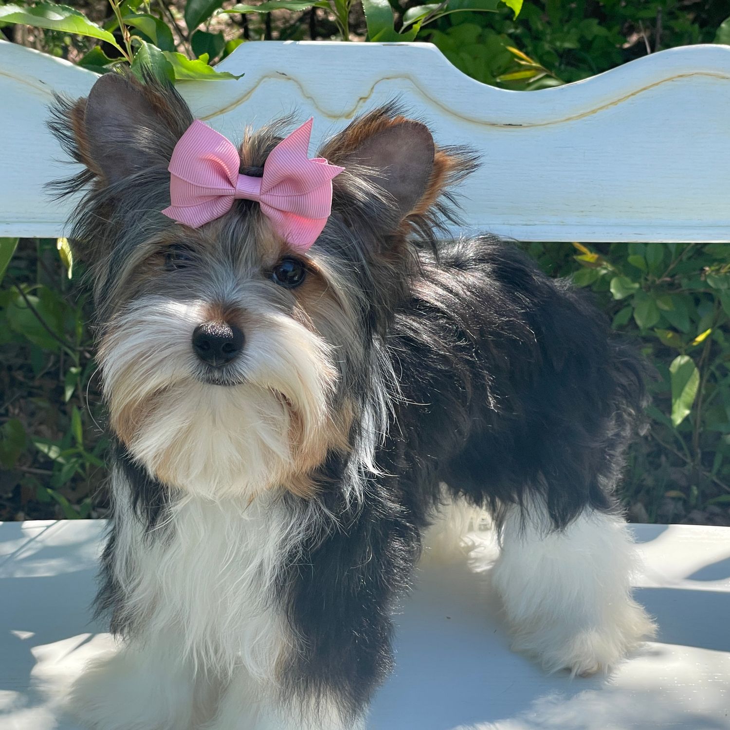 Brooke  Biewer Yorkie