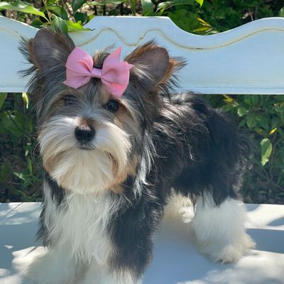 Brooke  Biewer Yorkie, Biewer Yorkie
