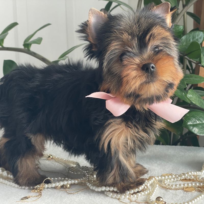Freya  F1 Biewer Yorkie