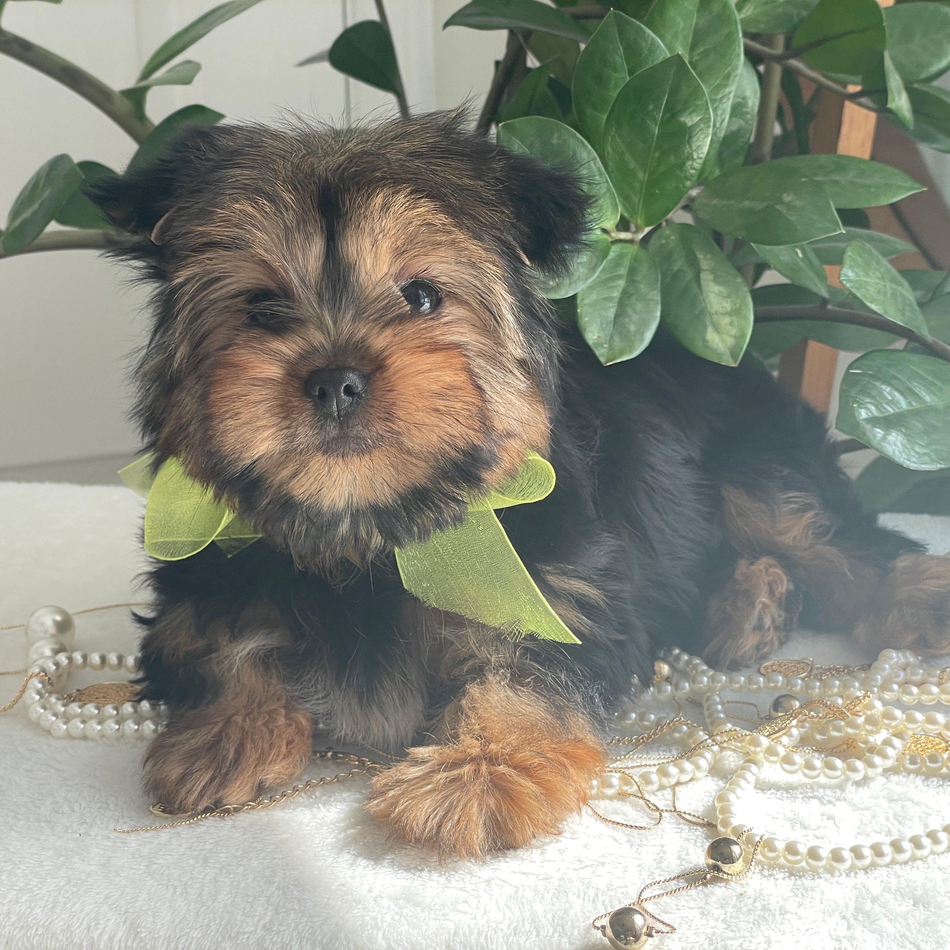 Fluffy   F1 Biewer Yorkie, Yorkshire Terrier