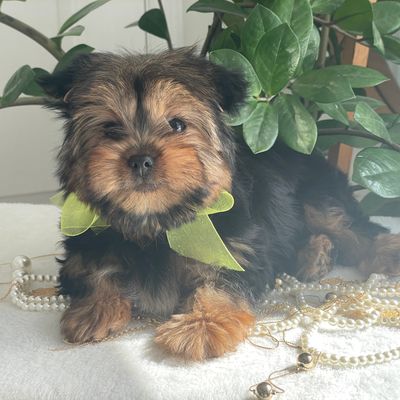 Fluffy   F1 Biewer Yorkie, Yorkshire Terrier