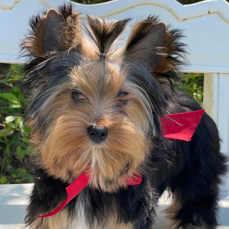 Frisby F1 Biewer Yorkie