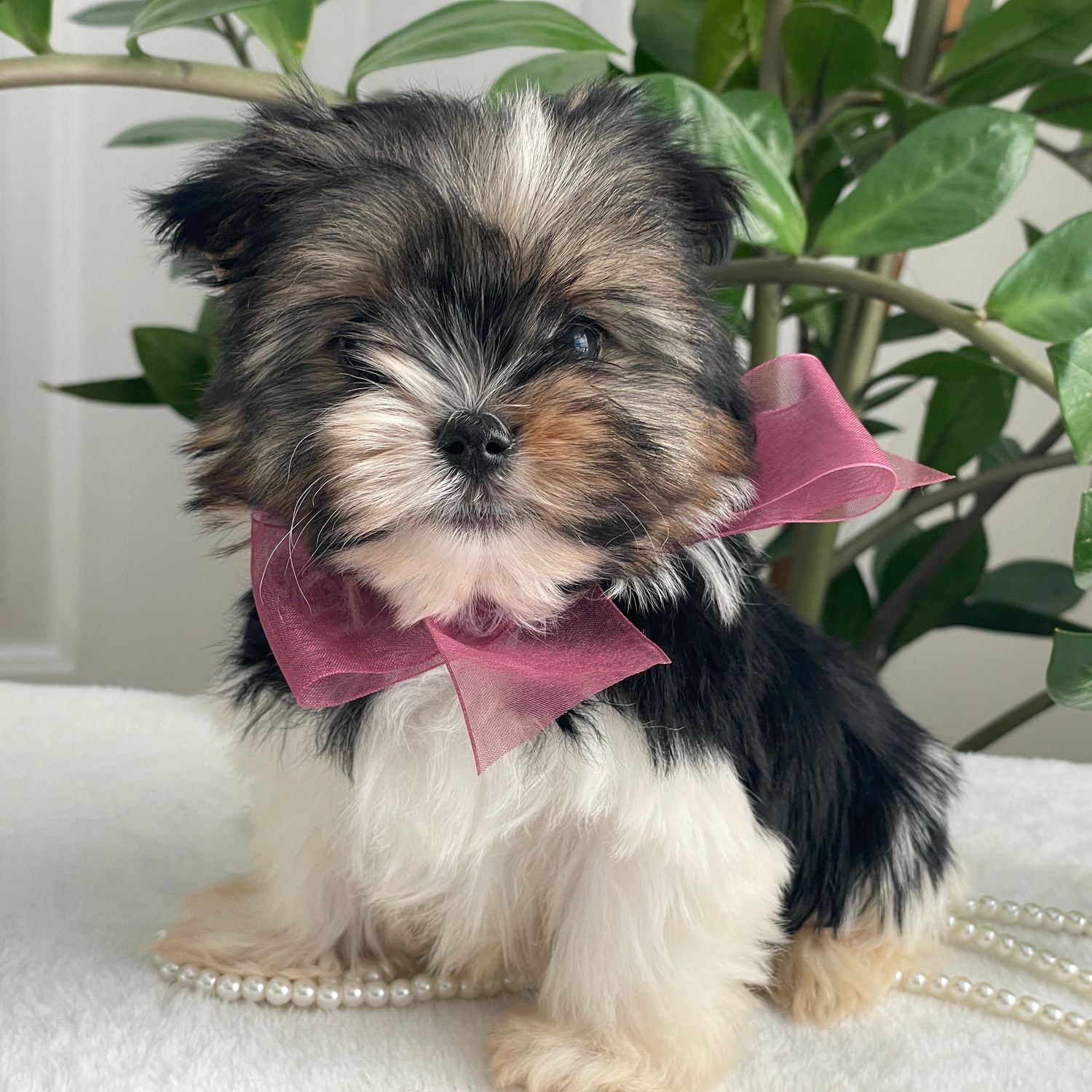 Baby Chichi   Biewer Yorkie