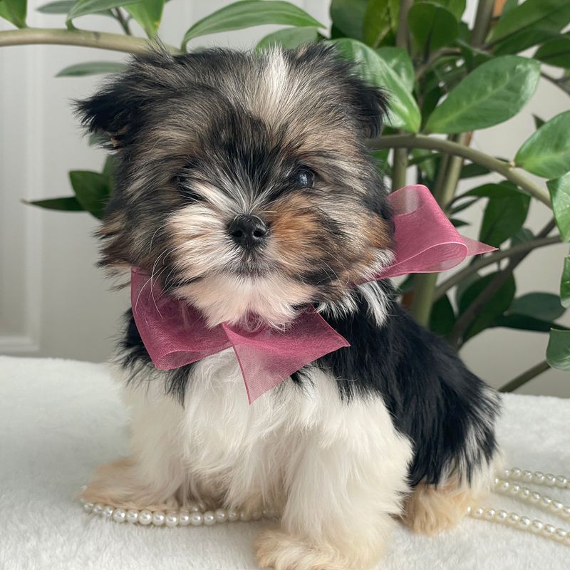 Baby Chichi   Biewer Yorkie