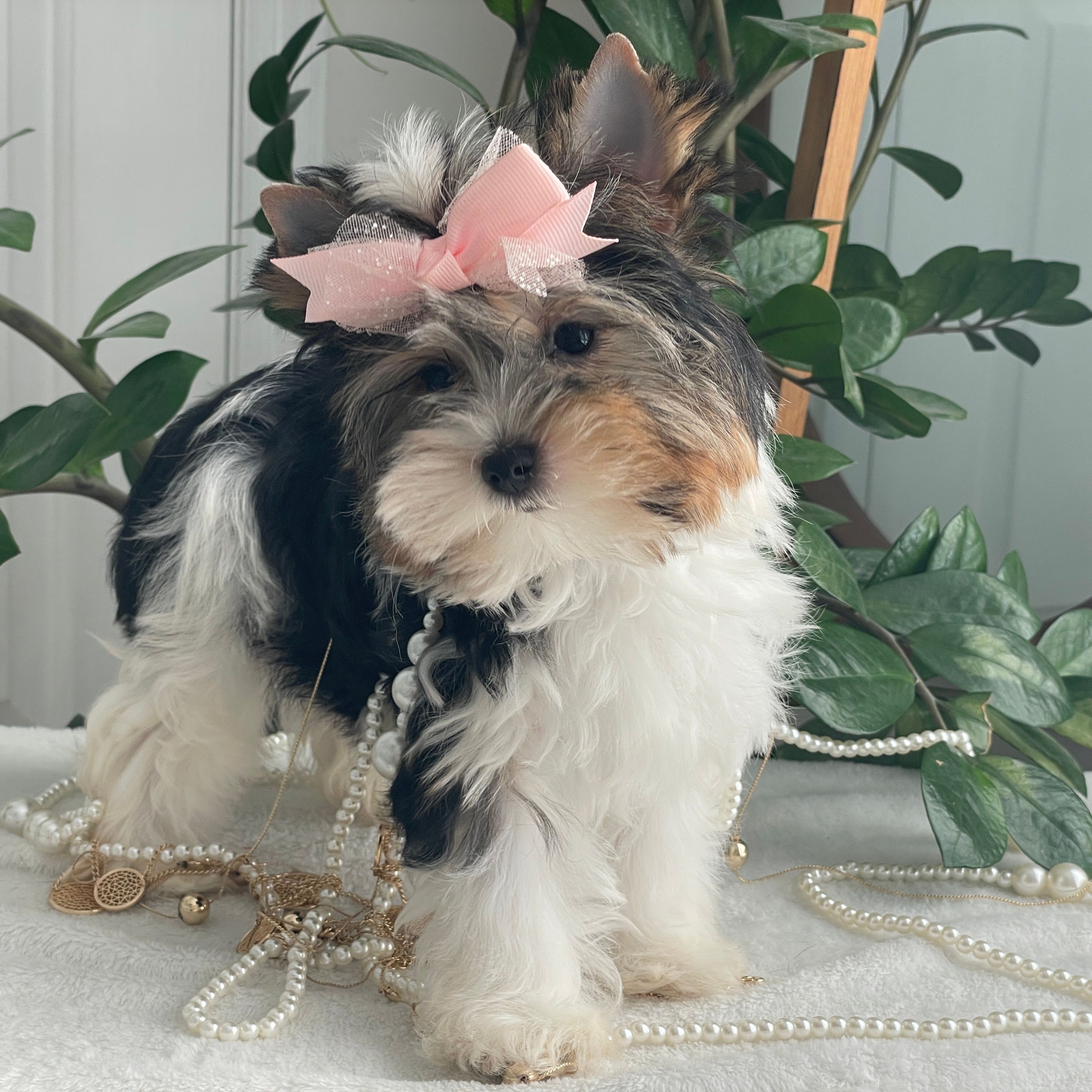 Chai  Biewer Yorkie, Biewer Yorkie