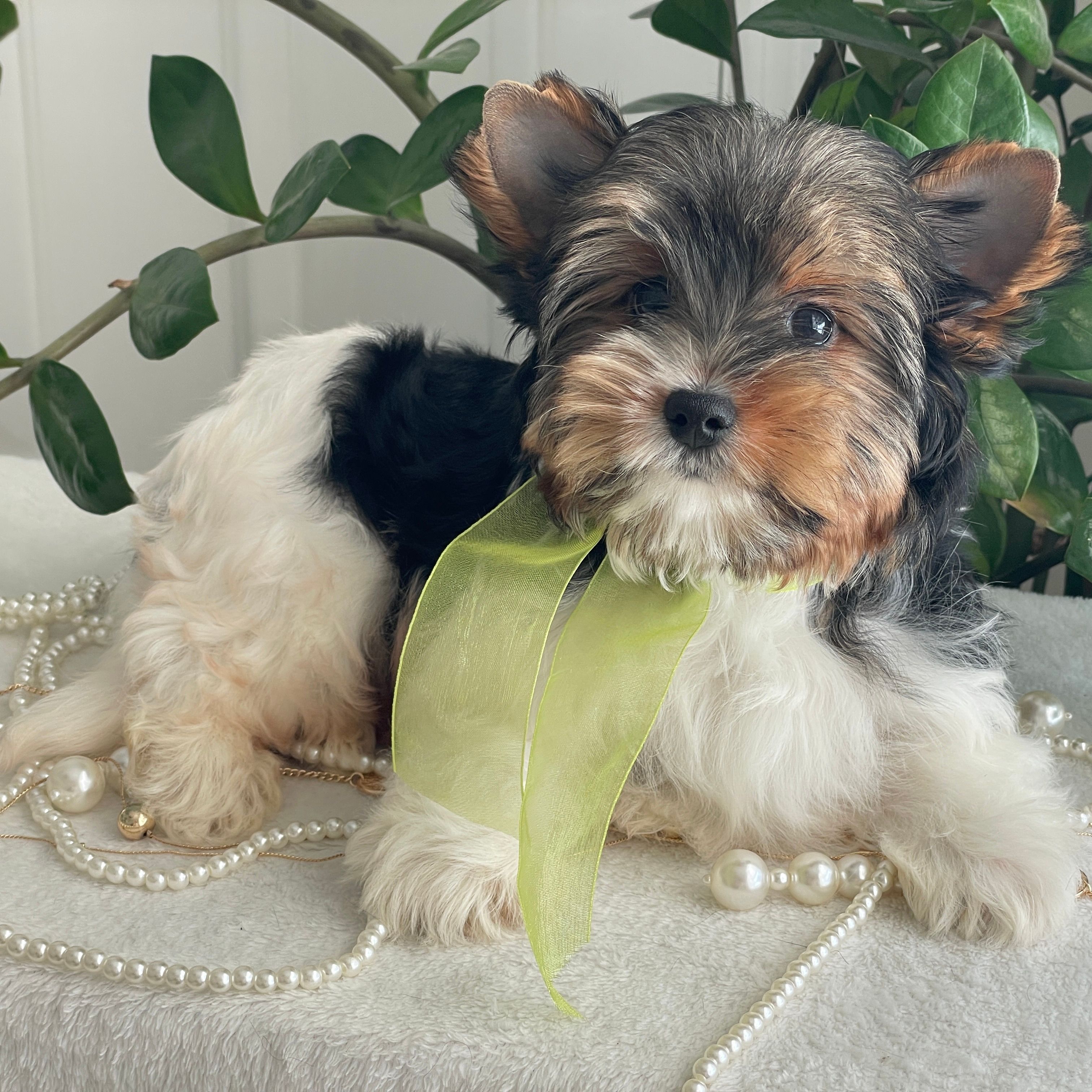 Tony  Biewer Yorkie, Biewer Yorkie