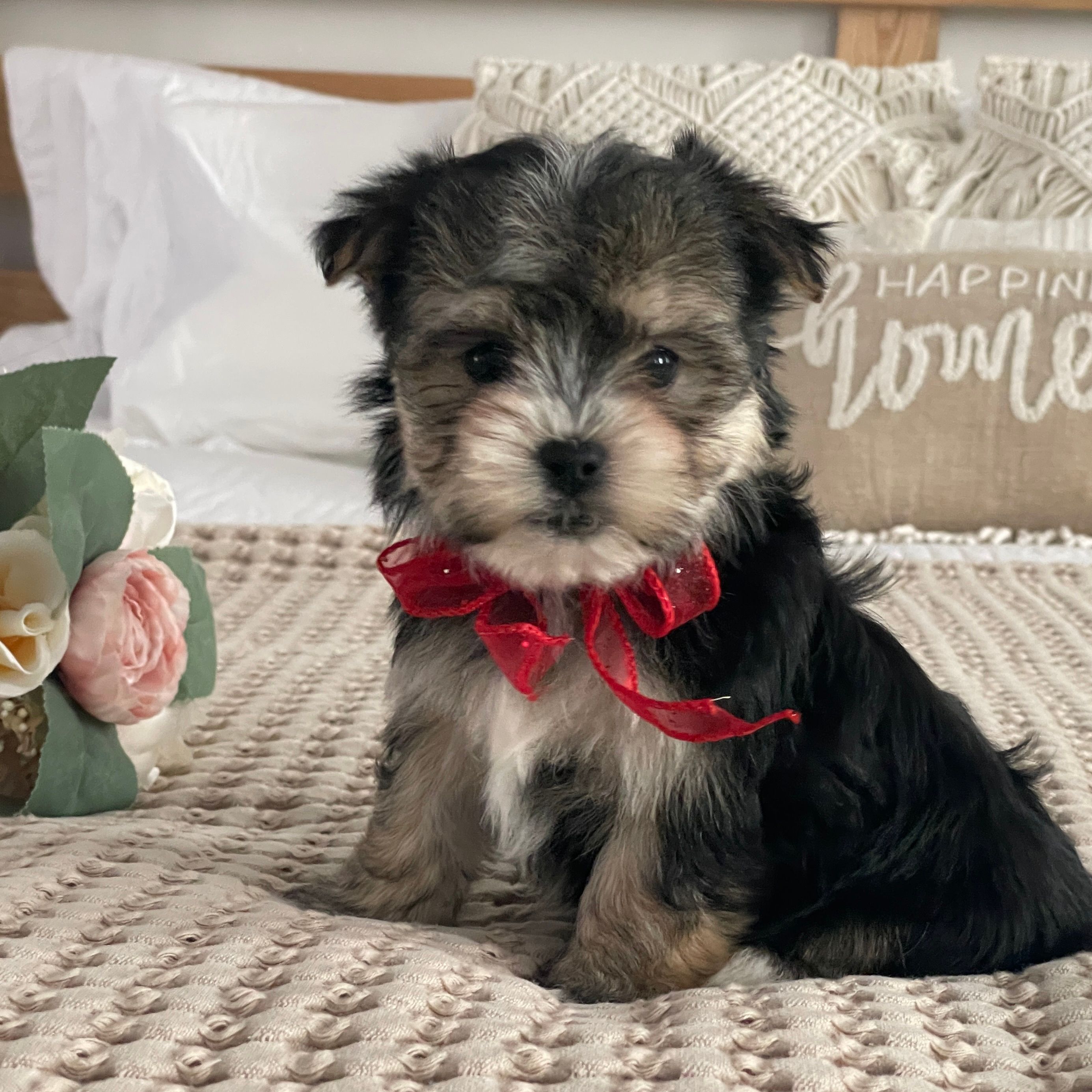 Nola  Morkie, Morkie