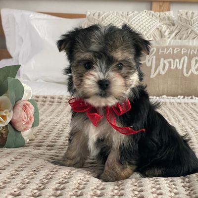 Nola  Morkie, Morkie