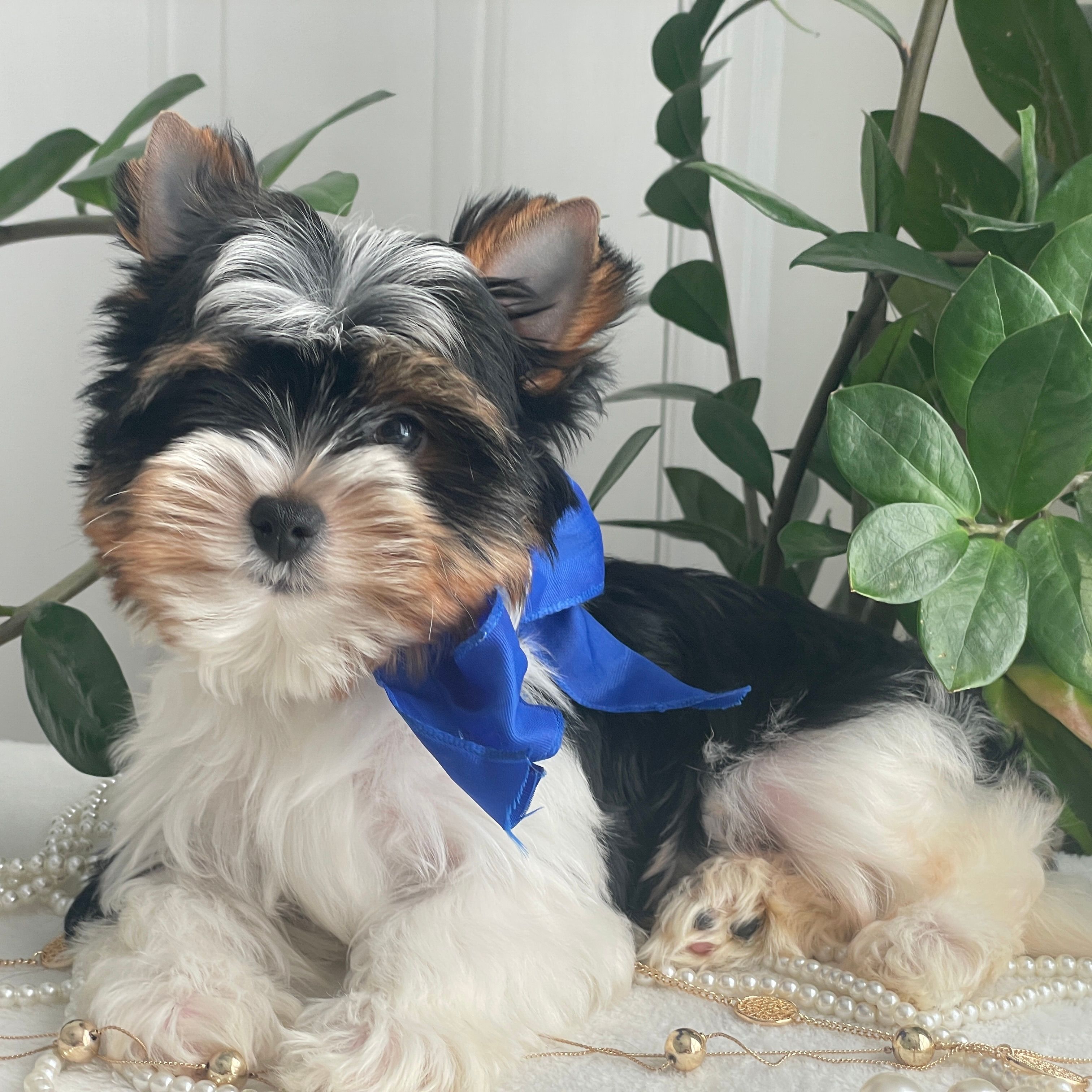Trey  Biewer Yorkie, Biewer Yorkie