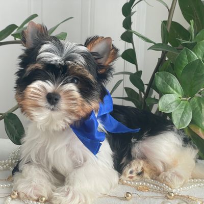 Trey  Biewer Yorkie, Biewer Yorkie