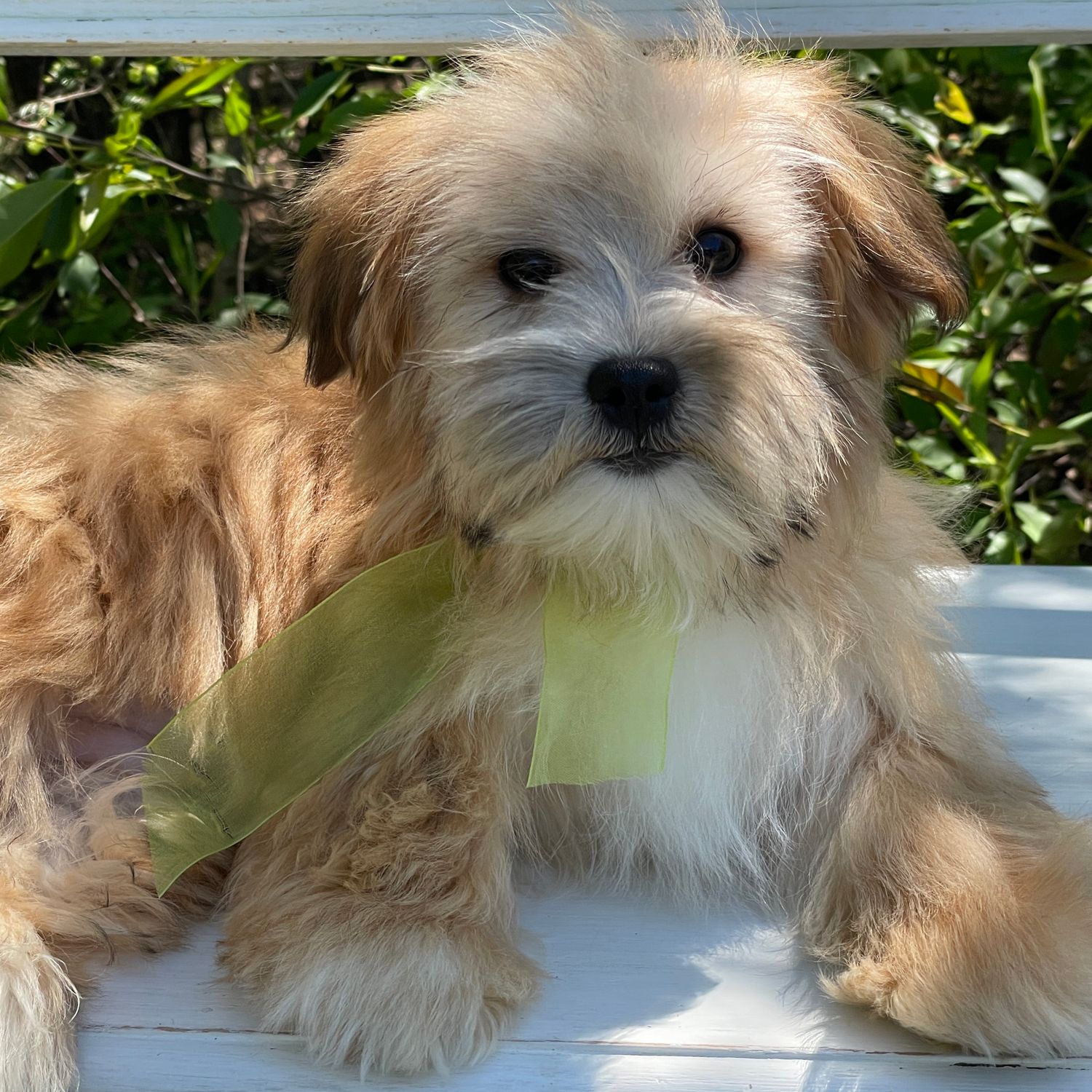 Nemo   Morkie